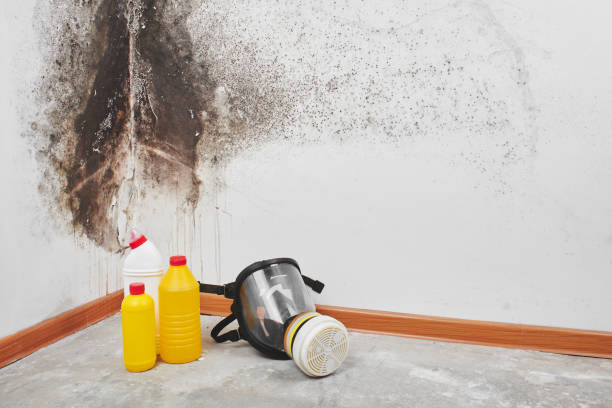 Best Local Mold Removal Service  in Wolcott, IN