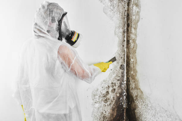 Best Fast Mold Removal  in Wolcott, IN