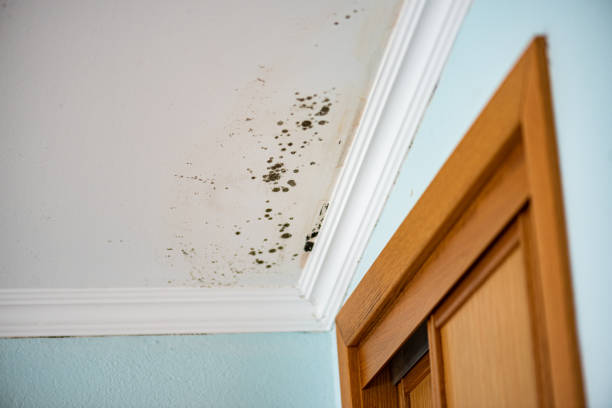 Best Home Mold Removal  in Wolcott, IN