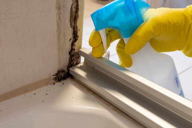 Best Best Mold Removal Companies  in Wolcott, IN