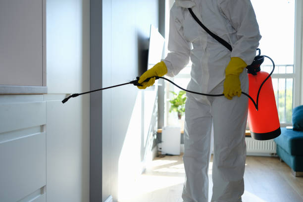 Best Attic Mold Removal  in Wolcott, IN