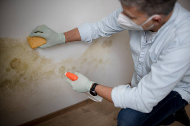 Certified Mold Removal in Wolcott, IN