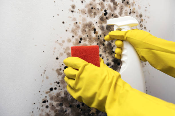 Best Mold Damage Repair  in Wolcott, IN