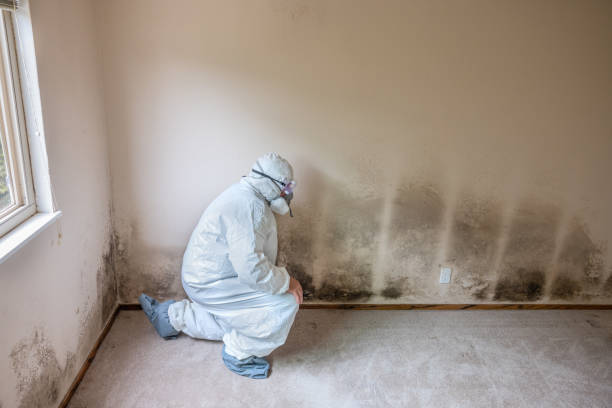 Best Mold Remediation  in Wolcott, IN