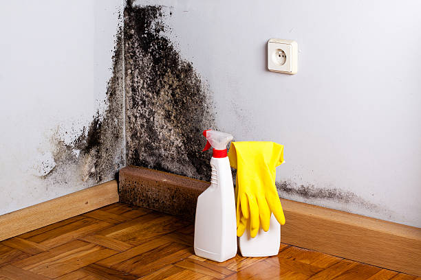 Best Mold Cleaning Services  in Wolcott, IN