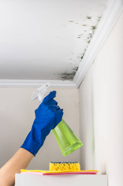 Best Same-Day Mold Removal  in Wolcott, IN