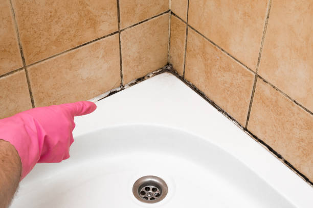 Best Office Mold Removal Services  in Wolcott, IN